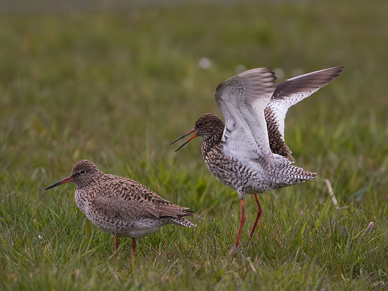 Tringa totanus Common Redshank Tureluur